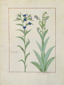 Ms Fr. Fv VI＃1 fol.130v Pulmonaria and Lungwort、The Book of Simple Medicinesのイラスト、Mattheaus Platearius（dc1161）c.1470 作： Robinet Testard
